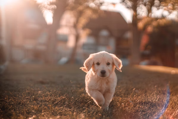 Pet Healthcare Insurance